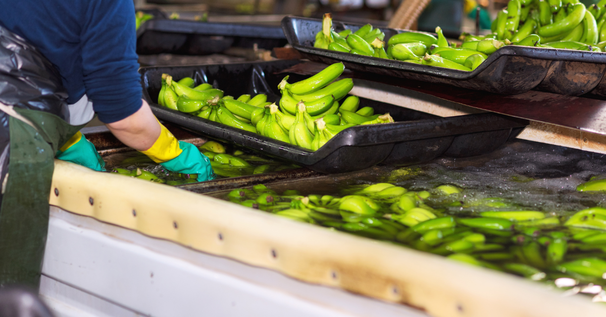 Going Bananas A look at the supply chain for the most consumed fruit